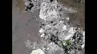 Discoglosso mangia un dittero.