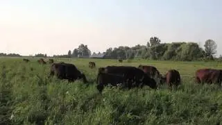 Rotational Grazing of Organic Black Angus Cattle