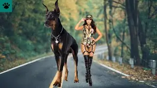 THE Top 10 Largest DOGS In The World
