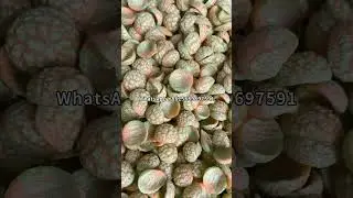 Puffed Corn Extruder Puffs Machine Puff Snack Making Machine Snacks Making Machine Price
