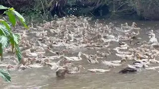Full Video: Two Boats Transport 108,000 Ducks to New Lands &ndash;Unique & Profitable Migration in Vietnam