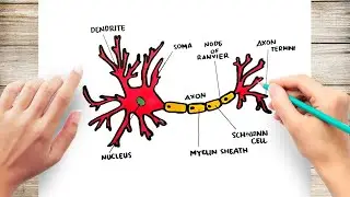 How To Draw Structure of A Neuron