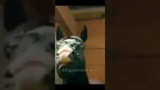 Cavalo Relinchando 🐴❤️ || Equestrian V&iacute;deos