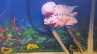 Redbase f2 kamfa | hammer head popup flowerhorn | redbase flowerhorn | new light update