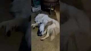 Scottish collie Dana and little orphan lamb Delta