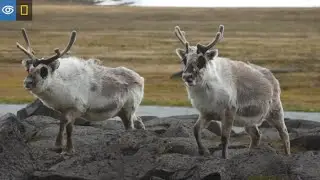 Ahhhh Moment: Svalbard Reindeer | Virtual Expeditions | Lindblad Expeditions