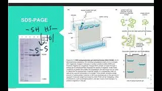 Lab Techniques in Biology