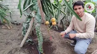 Cómo producir PITAHAYA Amarilla Palora en la costa?👉Una alternativo de producción a gran escala⚡