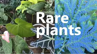 Rare Plants | 50+ Plants With Their Names
