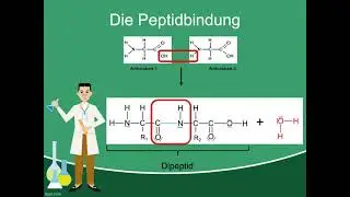 Peptidbindung - Einfach erklärt:)