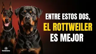 Rottweiler vs D&oacute;berman:  &iquest;Por qu&eacute; uno es m&aacute;s f&aacute;cil de tener?