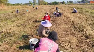 วิถีชาวบ้าน หาอยู่หากิน #ขัวหอย หาหอย บ้านหนองคูโนนแก้ว  ตำบลธาตุ อำเภอวังหิน จังหวัดศรีสะเกษ