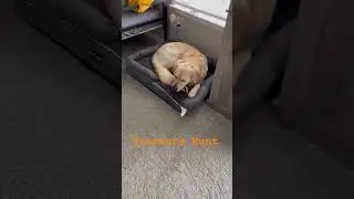 Chew Stick 🥓 #filmistyle #badshahsong #akkarbakkar #cutedoglover #music #goodlookingboy #youtuber
