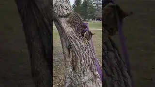 Bengal Cat Climbing Down a Tree