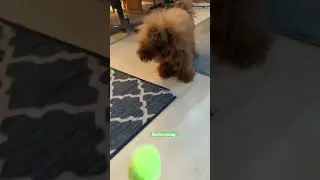 Nero throws his ball - traingin session