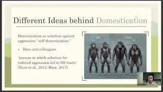 Humans self-domestication