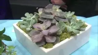 Midday Fix (WGNTV Chicago) -- Green Weddings