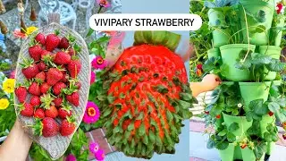 Клубника VIVIPARY / Обновление вертикального сада