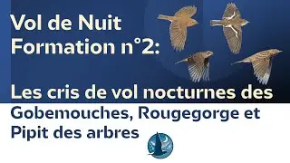 Vol de Nuit - Les cris de vol nocturnes des Gobemouches, Rougegorge familier et Pipit des arbres
