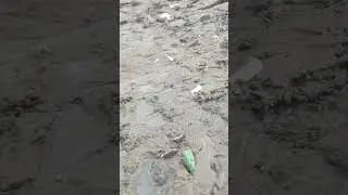 ВЕЙДЕР на раскопках. #окаменелости #палеонтология #находки