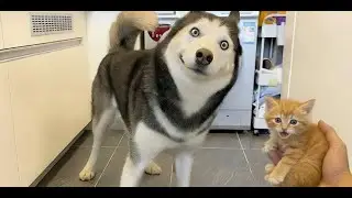 YouTube Best Funny Animal Videos 2025