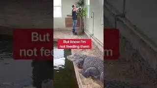 Why Don&rsquo;t The Alligators Attack Me When I Water The Plants? 🤔🪴🐊 #shorts #alligator