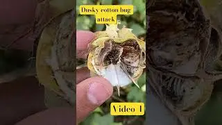 Dusky cotton bug attack video 4 #youtubeshorts #pest #cotton #bug #farming #shorts  #asad