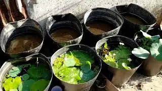 Digging and Replanting Mini Little Lantern Lotus Bulbs into a Plastic Pot C16 🌱🌱🌱 | Aquatic Plants