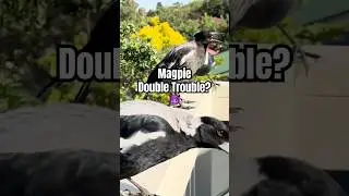 Magpie Call | Magpie Sounds | Magpie Song 🥰🎶🐦 #magpie #birdsounds #shorts