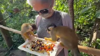 Monkey Jungle Adventure