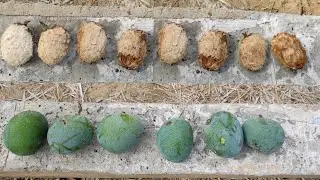 Desi mango tree fruits/ देसी आम के पेड़ फल