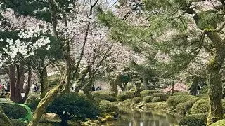 Kenrokuen Garden Kanazawa🇯🇵