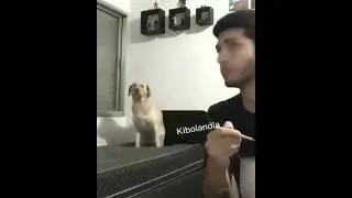 Dancing Dog