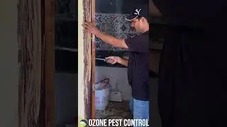 TERMITE PEST CONTROL KRISHNA NAGAR | OZONE PEST CONTROL EAST DELHI | PEST CONTROL NEAR ME