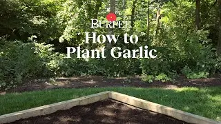 How to Plant Garlic
