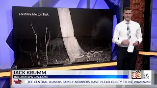 Bobcat sightings grow in Central IL during mysterious migration