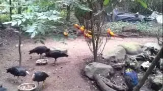 Very colourful birds whose name escapes me chasing the female