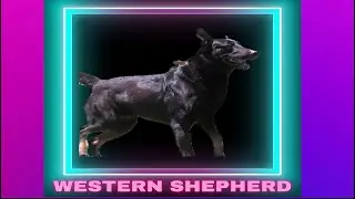 ***Repeat*** Episode 33: Western Shepherd - Butch Cappel - Cappel Canine - K9 Pro Sport