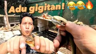 BUNGLON VS KADAL LICIN!