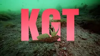 Let's Go Diving, Kwinana Grain Terminal.