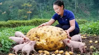 Harvesting potatoes, catching giant fish to sell at the market, taking care of piglets