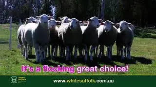 White Suffolk TV Advert 2023