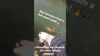 Catching A BIG PALOMINO!!🔥🎣