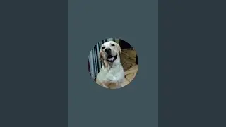 Labra Moli🧿 labrador dog is live 🙏🏻🐕❤️