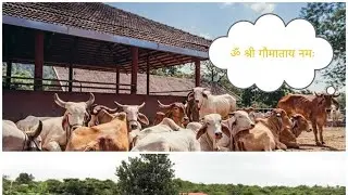 #radheradhe Gau Seva by Mahira 🙏🫠🥰