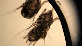 &Oslash;remider hos kat gennem mikroskop (Korsgade Dyreklinik)
