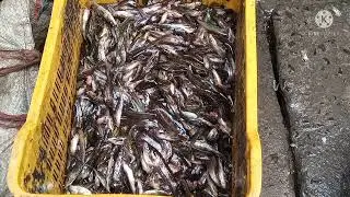 vlog fish#beautiful #wholesale #fishing price#fresh fish#vlogs #viralvideo amazing fish Blog#machhli