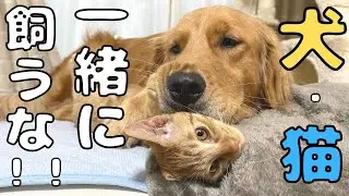 犬と猫を飼うときの注意点６選！！実際飼ってみて思ったことまとめました