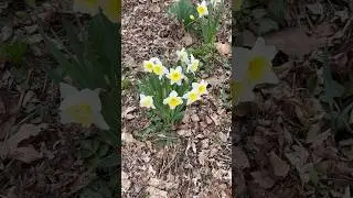 Look like summer start today in canada#summer#canada#flowers#fyp#follow#foryou#tulip