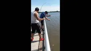 catty boyz young chris and denrock back to back catches